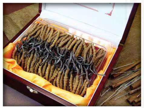 华宁冬虫夏草回收